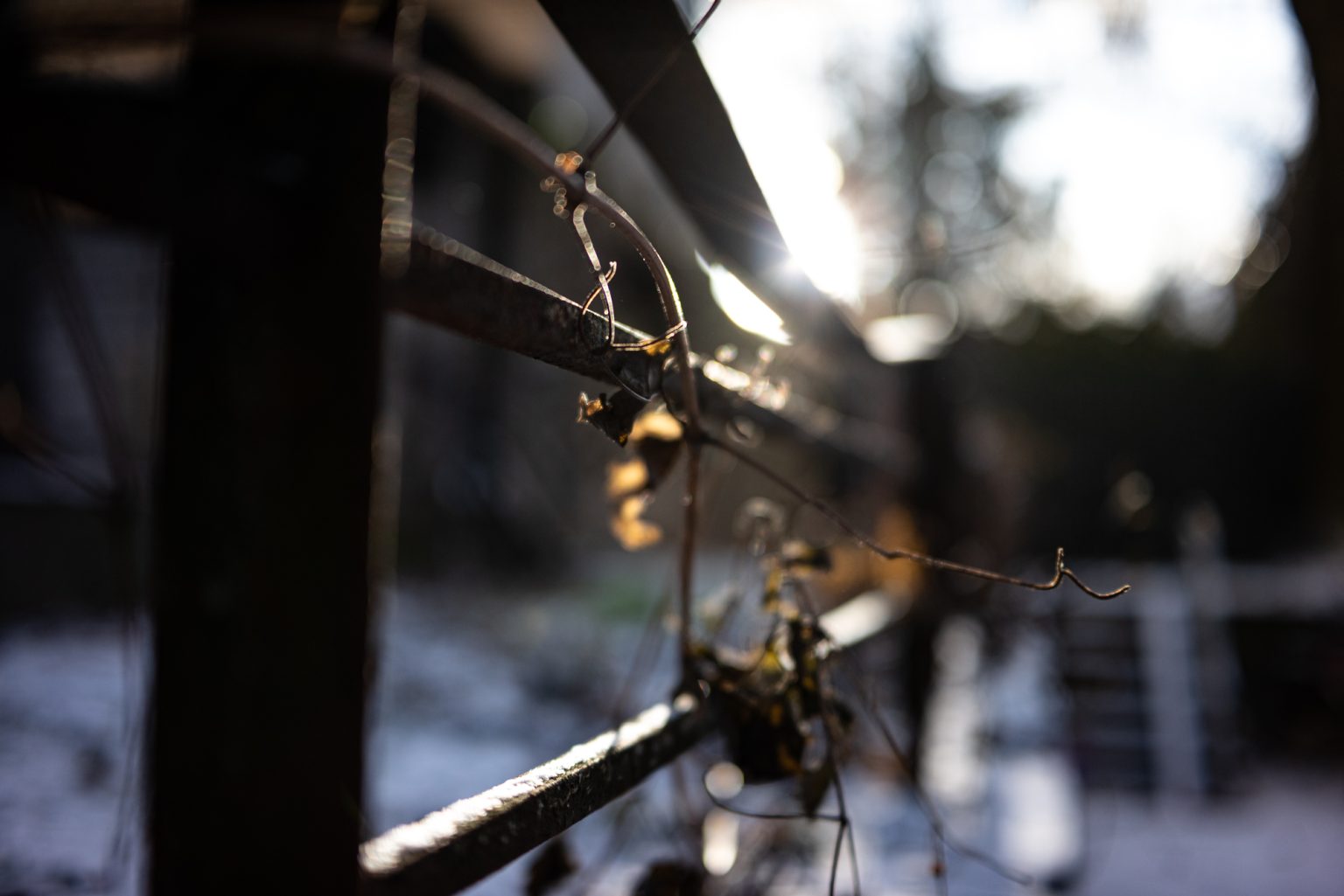 Galeria zdjęć przykładowych 2000px wykonana za pomocą obiektywu TTArtisan AF 40mm F2 ED ASPH i aparatu Nikon Z5 Galeria zdjęć przykładowych 2000px wykonana za pomocą obiektywu TTArtisan AF 40mm F2 ED ASPH i aparatu Nikon Z5
