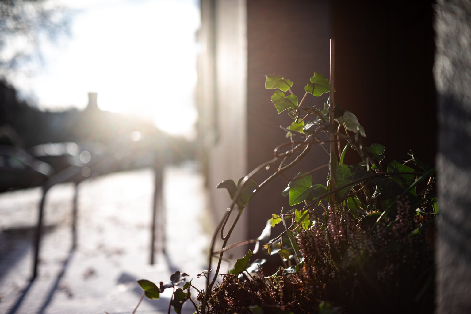 Galeria zdjęć przykładowych 2000px wykonana za pomocą obiektywu TTArtisan AF 40mm F2 ED ASPH i aparatu Nikon Z5 Galeria zdjęć przykładowych 2000px wykonana za pomocą obiektywu TTArtisan AF 40mm F2 ED ASPH i aparatu Nikon Z5