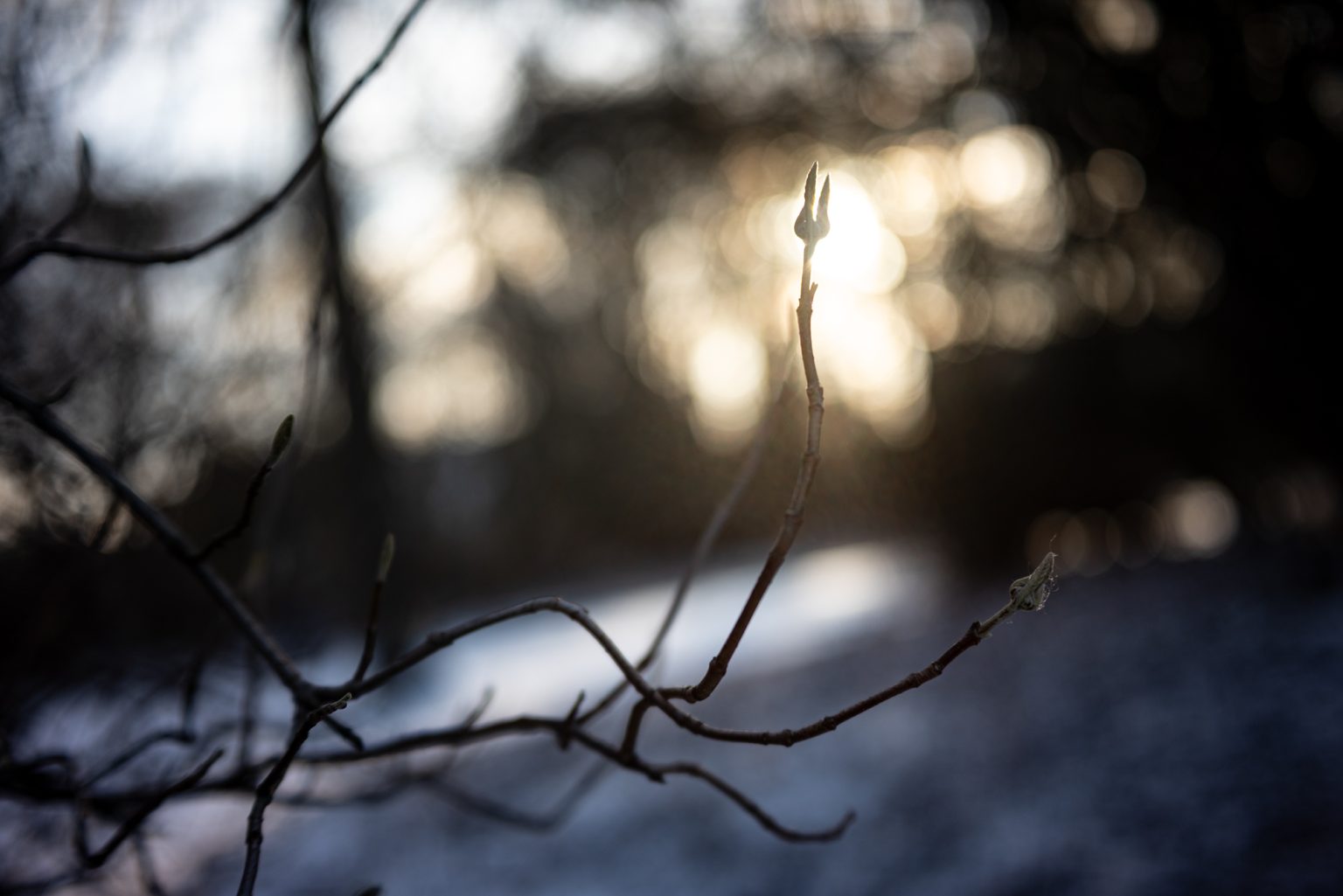 Galeria zdjęć przykładowych 2000px wykonana za pomocą obiektywu TTArtisan AF 40mm F2 ED ASPH i aparatu Nikon Z5 Galeria zdjęć przykładowych 2000px wykonana za pomocą obiektywu TTArtisan AF 40mm F2 ED ASPH i aparatu Nikon Z5