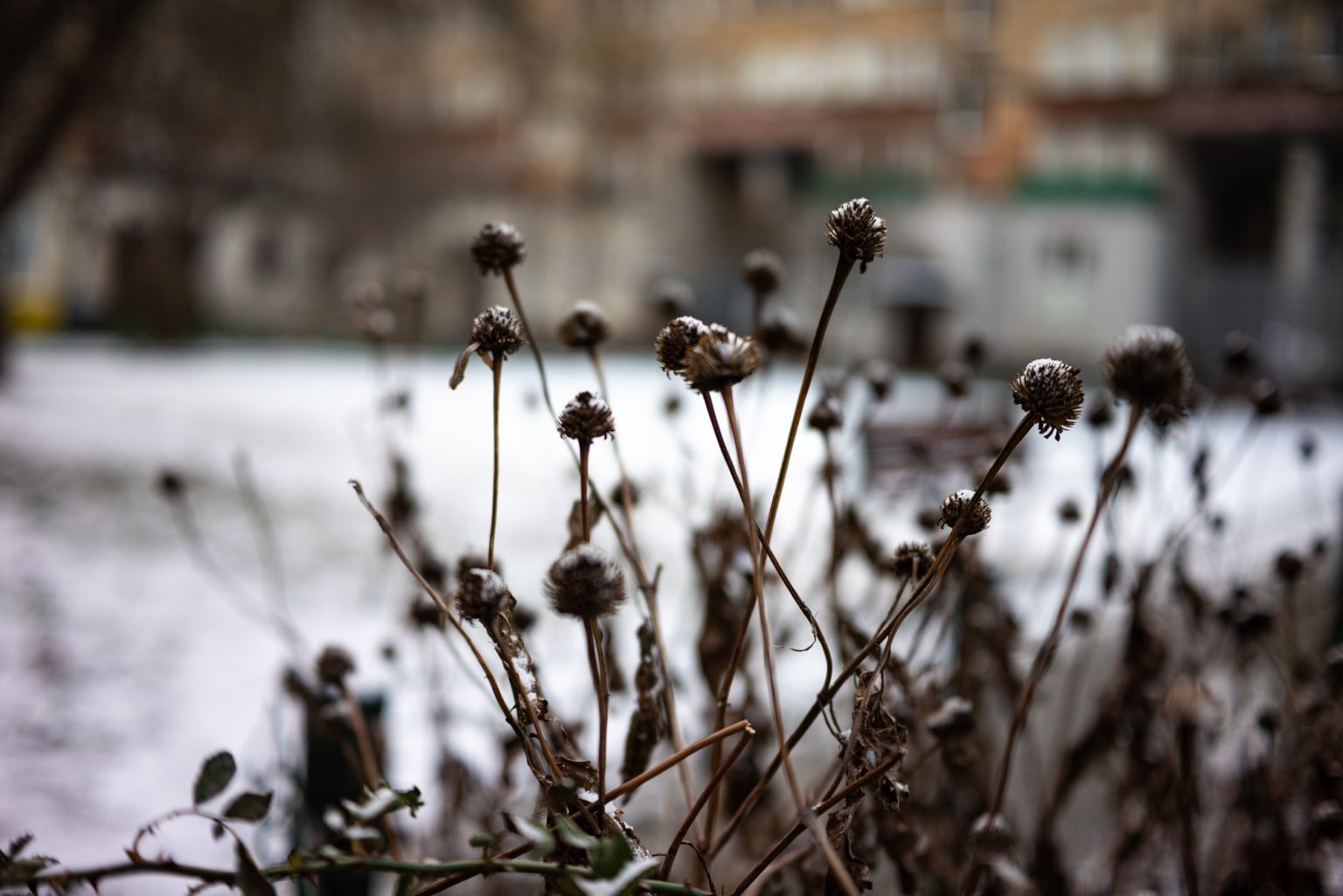 Galeria zdjęć przykładowych 2000px wykonana za pomocą obiektywu TTArtisan AF 40mm F2 ED ASPH i aparatu Nikon Z5 Galeria zdjęć przykładowych 2000px wykonana za pomocą obiektywu TTArtisan AF 40mm F2 ED ASPH i aparatu Nikon Z5