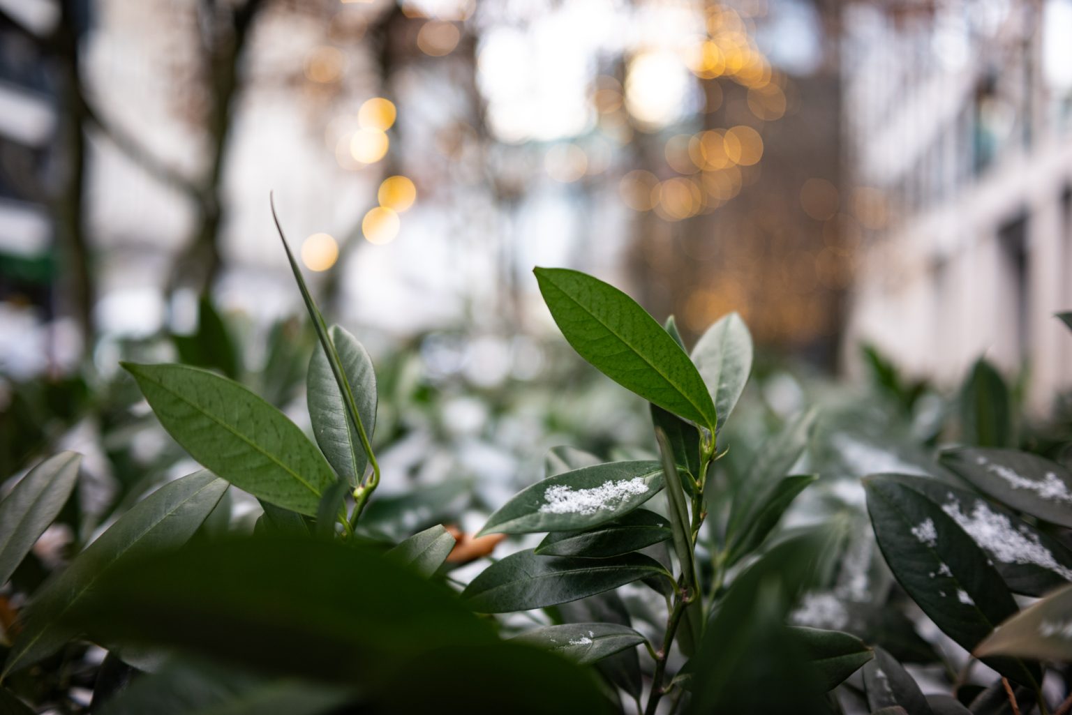 Galeria zdjęć przykładowych 2000px wykonana za pomocą obiektywu TTArtisan AF 40mm F2 ED ASPH i aparatu Nikon Z5 Galeria zdjęć przykładowych 2000px wykonana za pomocą obiektywu TTArtisan AF 40mm F2 ED ASPH i aparatu Nikon Z5