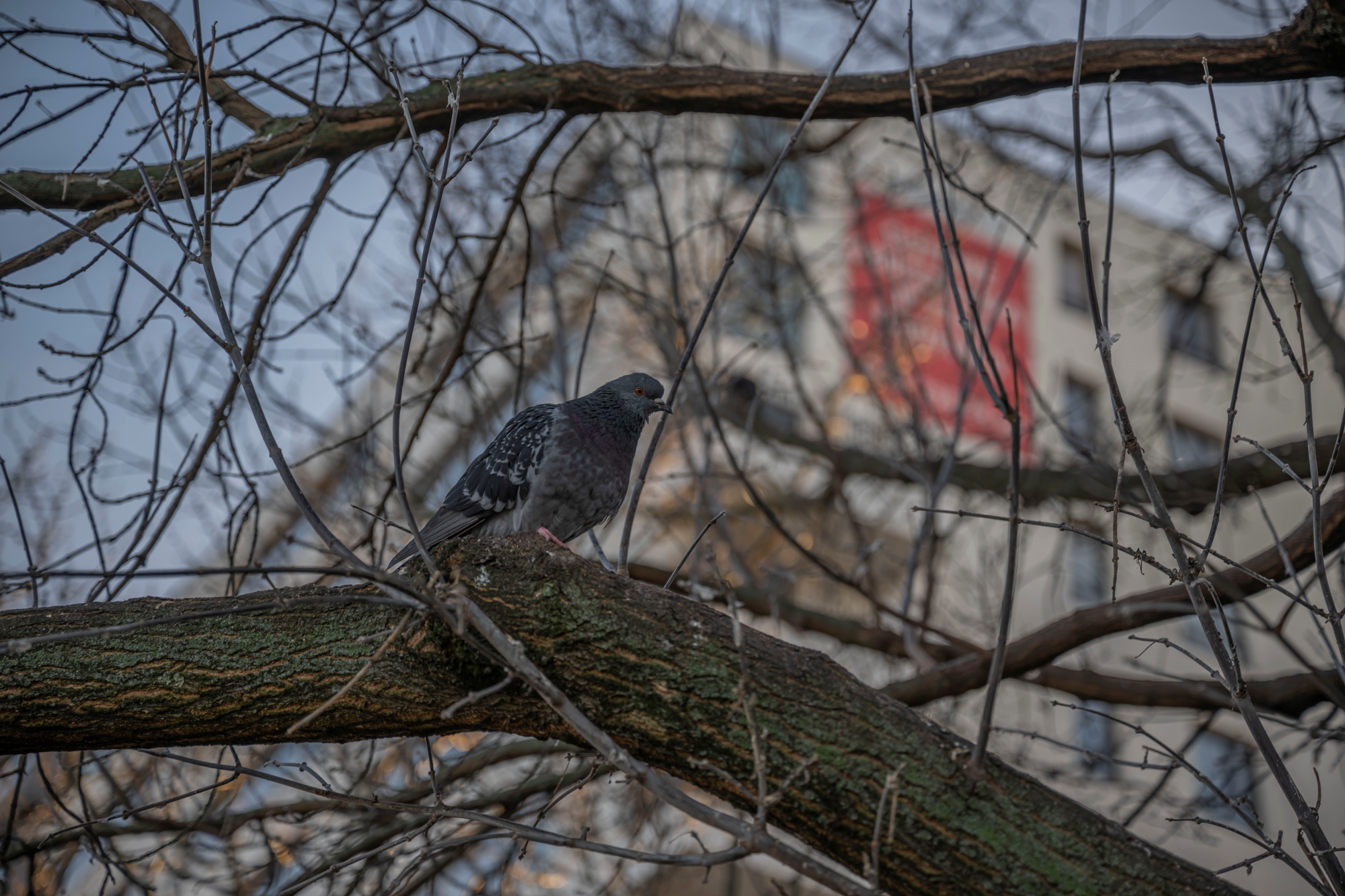 nikon-z9-nikkor-z-24-70mm-f2-8-s-zestaw 4