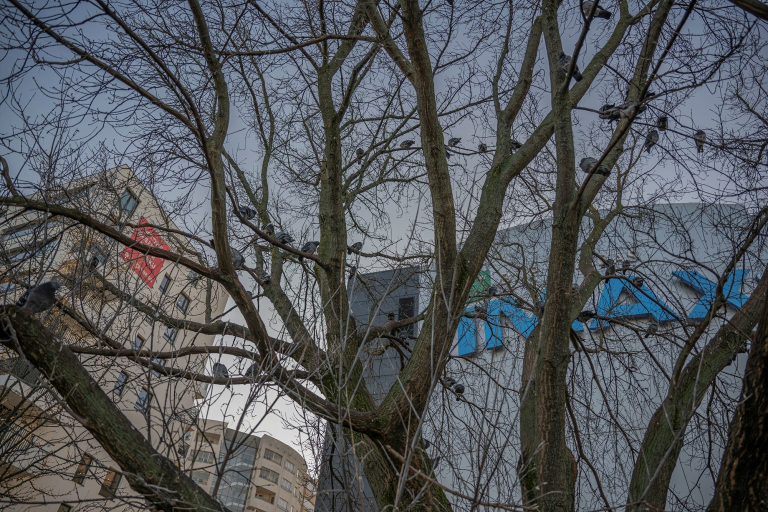 Batch Nikkor Z 24 70mm F2.8 S Nikon Z9 Dsc3561 Batch Nikkor Z 24 70mm F2.8 S Nikon Z9 dsc3561