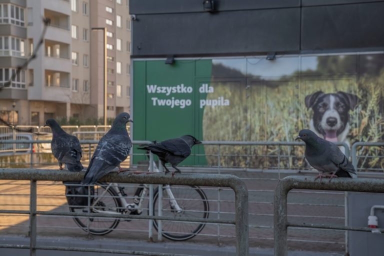 nikon-z9-nikkor-z-24-70mm-f2-8-s-zestaw