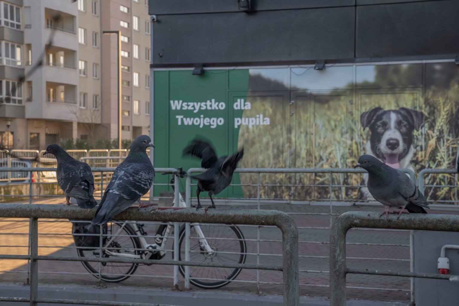 Batch Nikkor Z 24 70mm F2.8 S Nikon Z9 Dsc3569 Batch Nikkor Z 24 70mm F2.8 S Nikon Z9 dsc3569