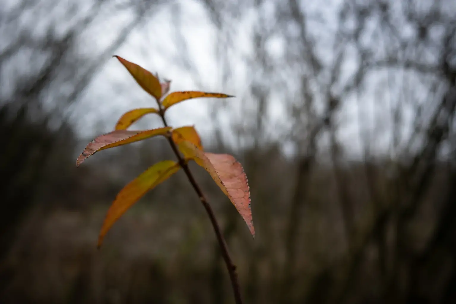 Galeria zdjęć przykładowych 2000px z aparatu Ricoh GR IV
