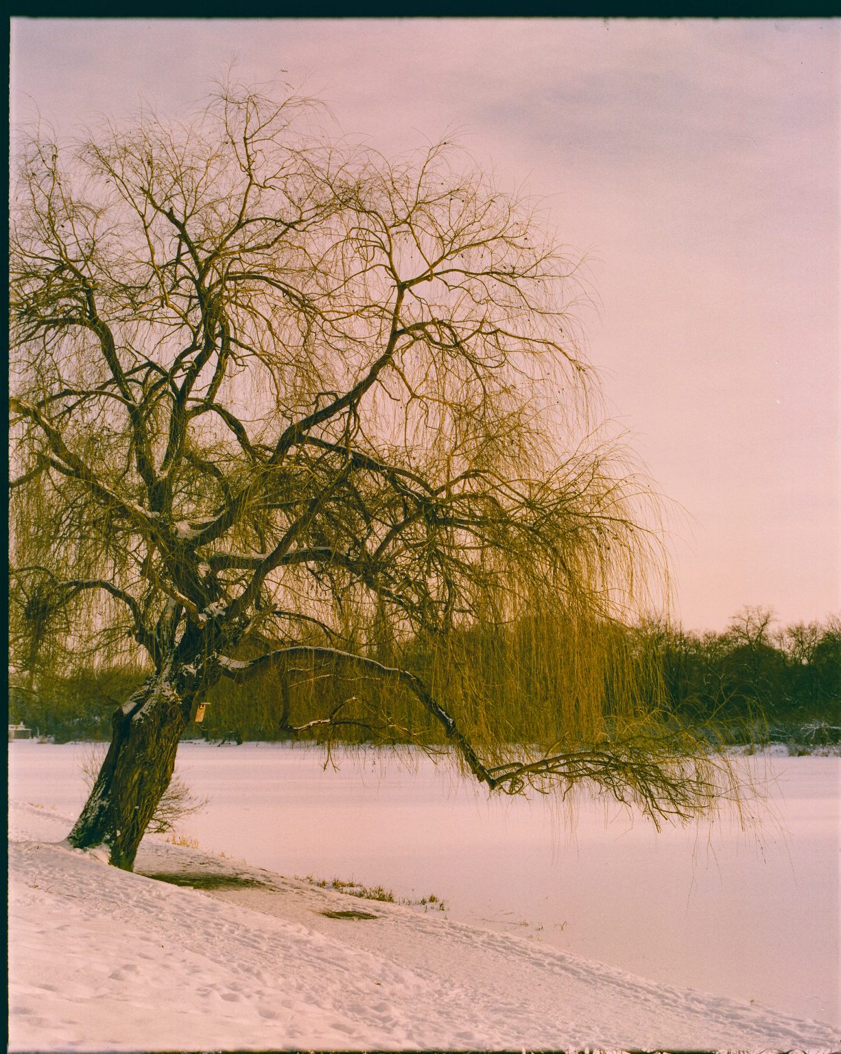 Galeria zdjęć przykładowych 1:1 wykonanych za pomocą aparatu Mamiya RB67 na filmie  Harman Phoenix II 200/120
