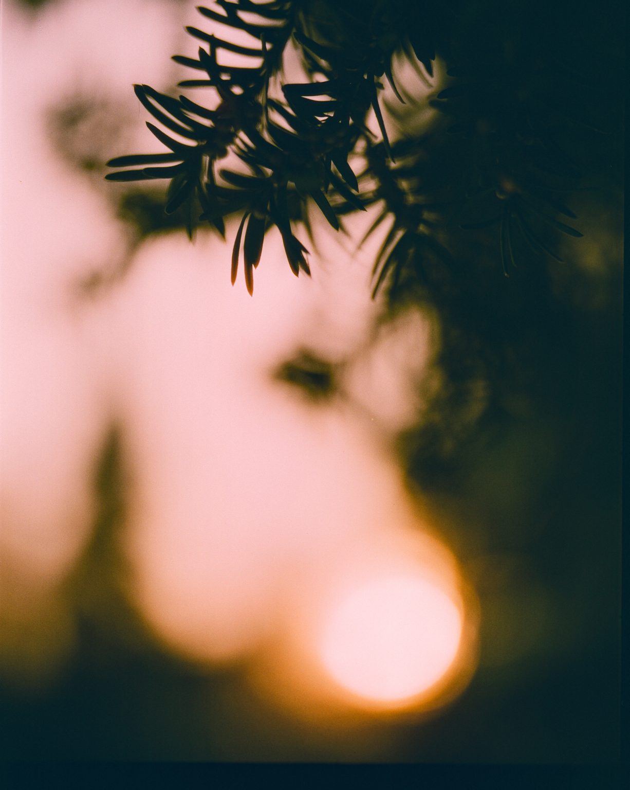 Galeria zdjęć przykładowych 1:1 wykonanych za pomocą aparatu Mamiya RB67 na filmie  Harman Phoenix II 200/120