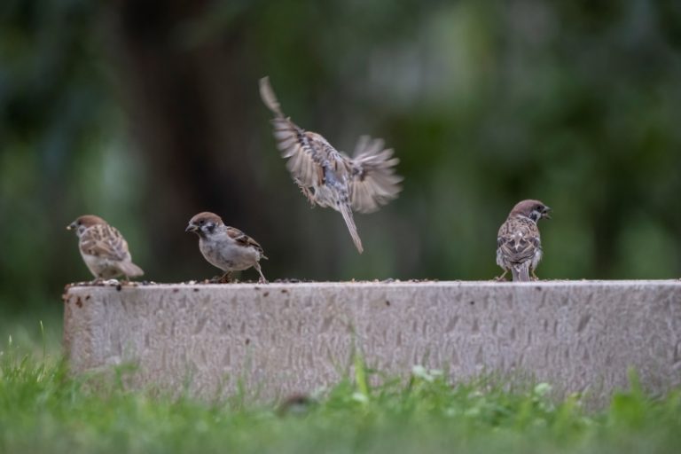 nikkor-180-600-nikon-z9-ptaki-psy-statyczne