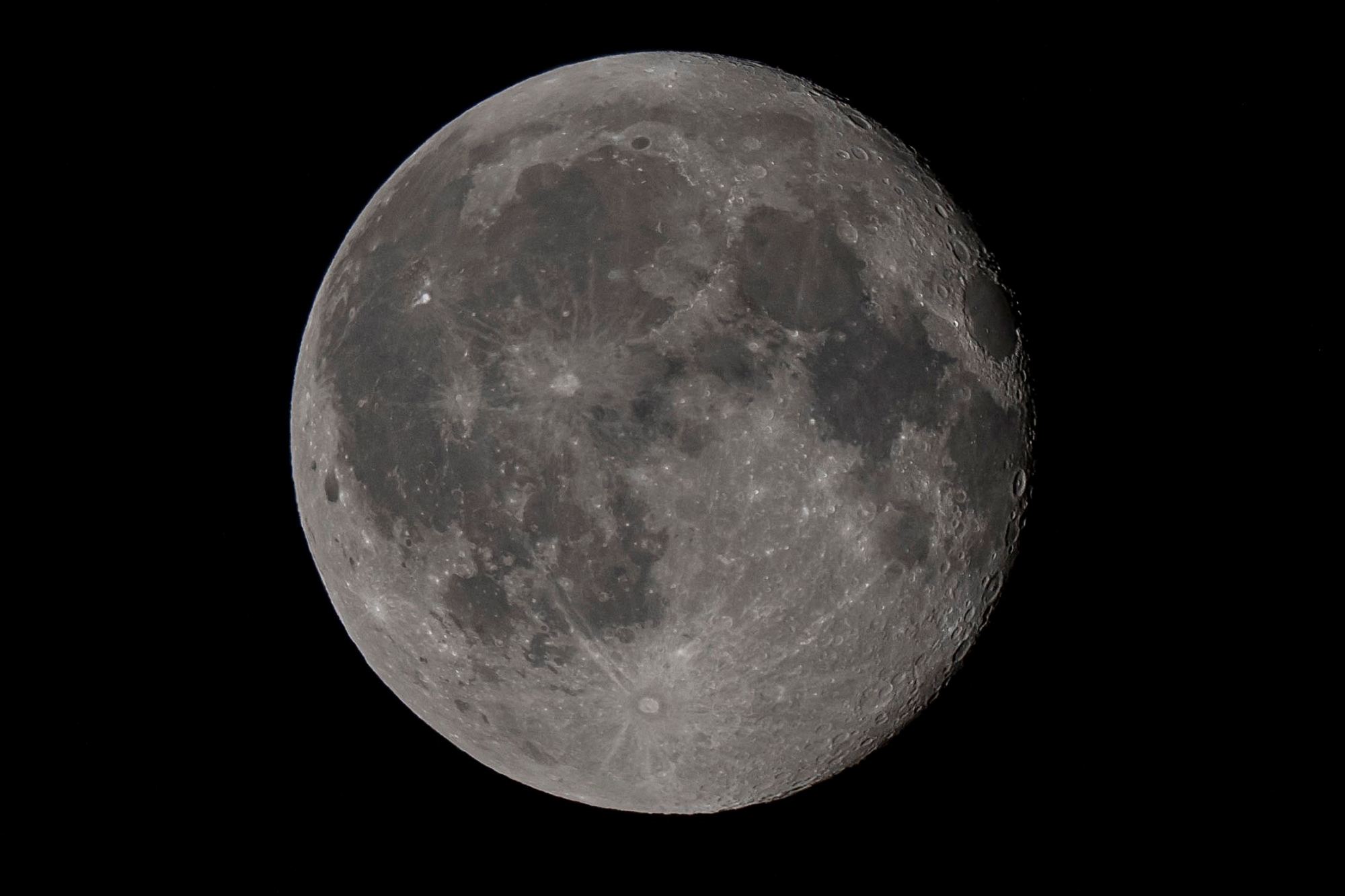 nikkor-180-600-nikon-z9-ptaki-psy-statyczne 2