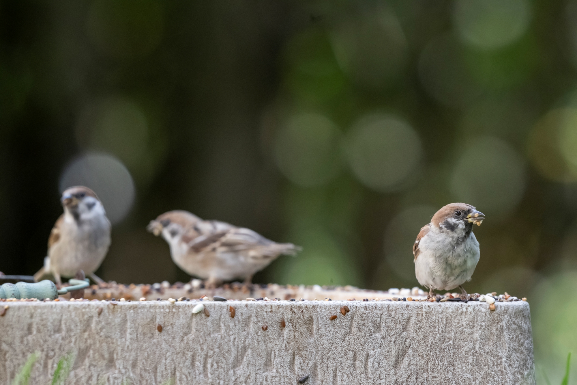 nikkor-180-600-nikon-z9-ptaki-psy-statyczne 7