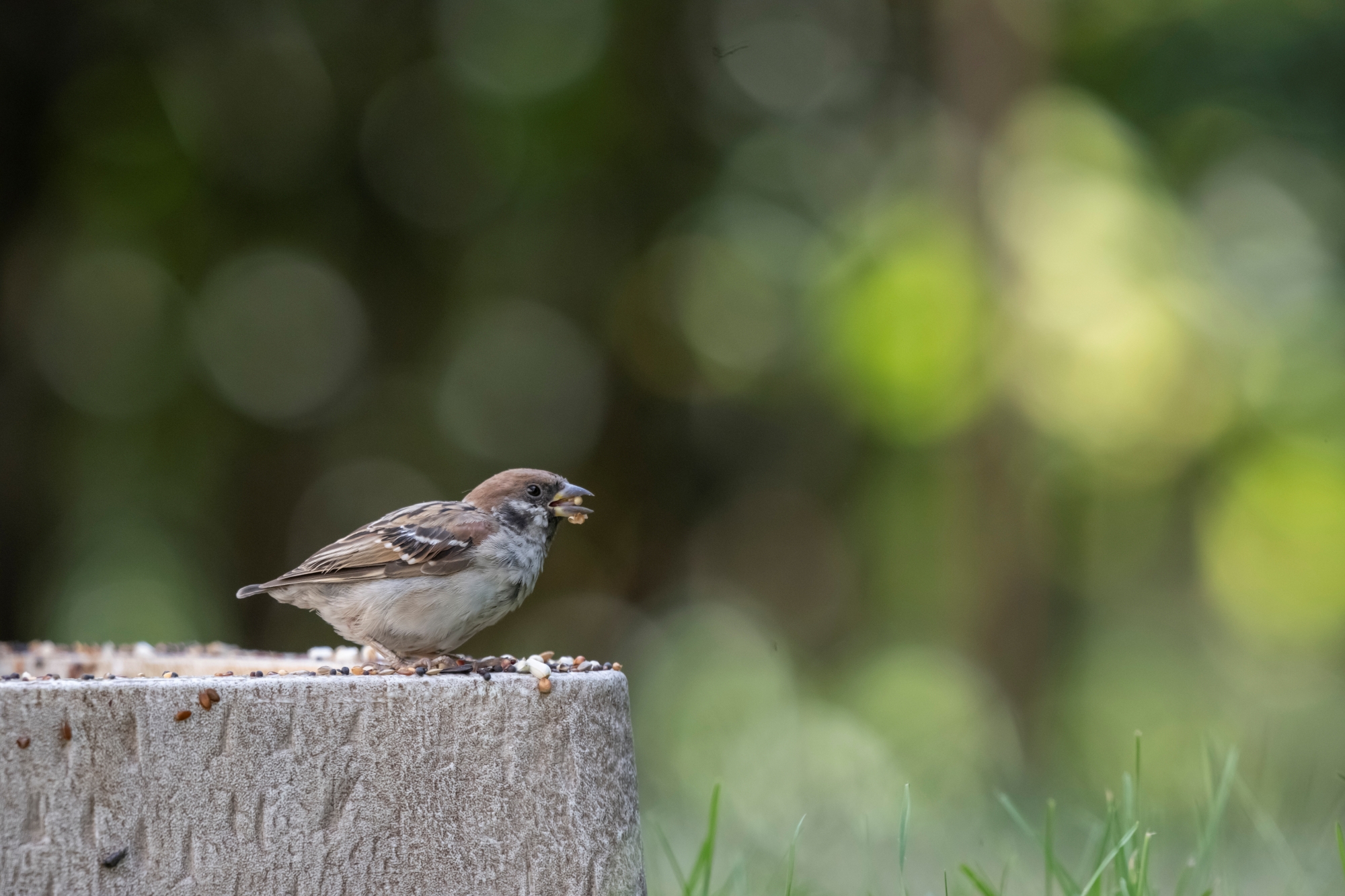 nikkor-180-600-nikon-z9-ptaki-psy-statyczne 3