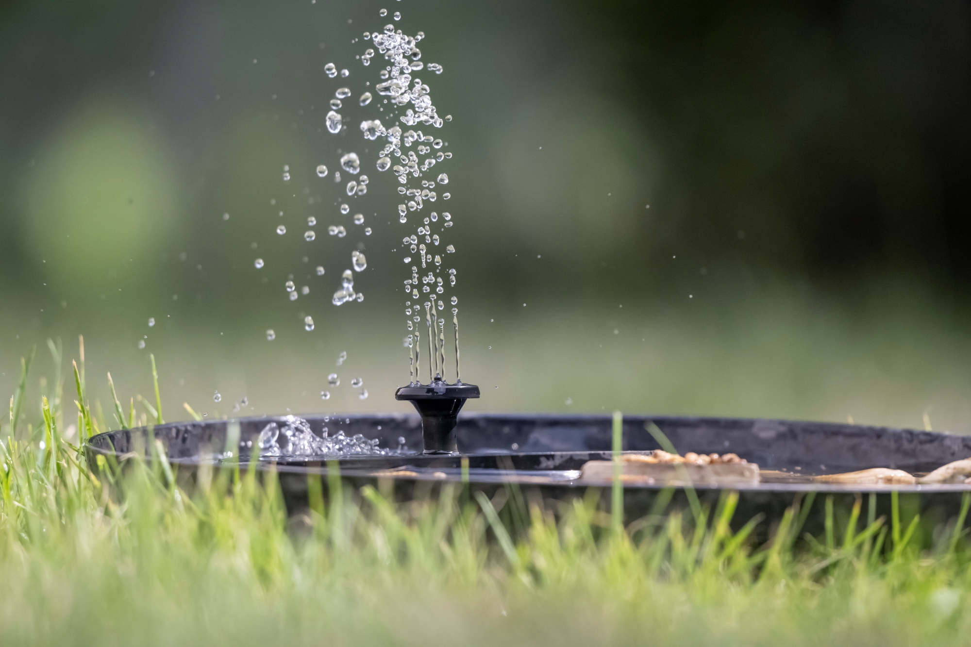 nikkor-180-600-nikon-z9-ptaki-psy-statyczne 5