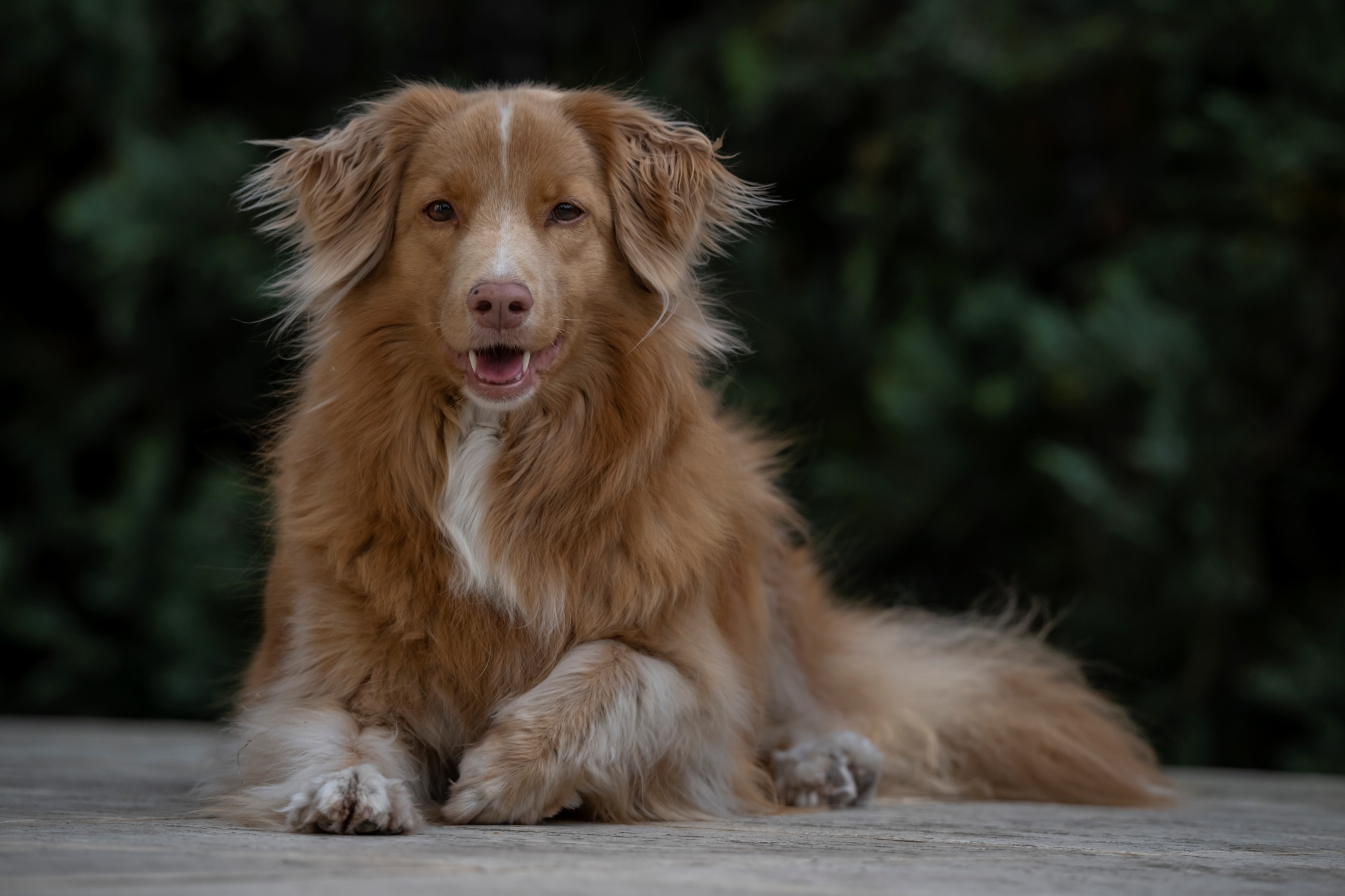 nikkor-180-600-nikon-z9-ptaki-psy-statyczne 4