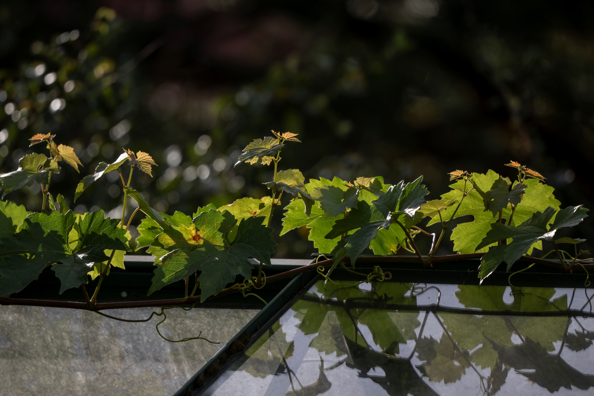 nikkor-180-600-nikon-z9-ptaki-psy-statyczne 10