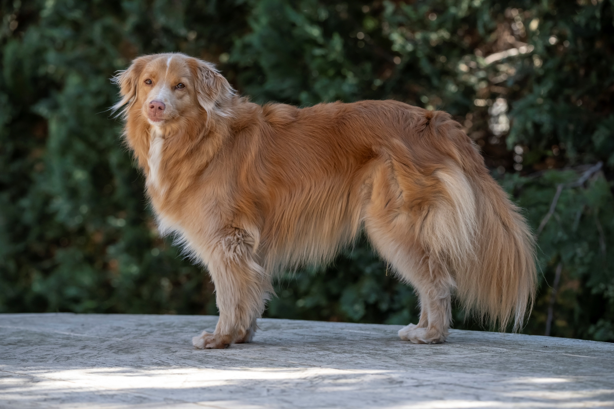 nikkor-180-600-nikon-z9-ptaki-psy-statyczne 11