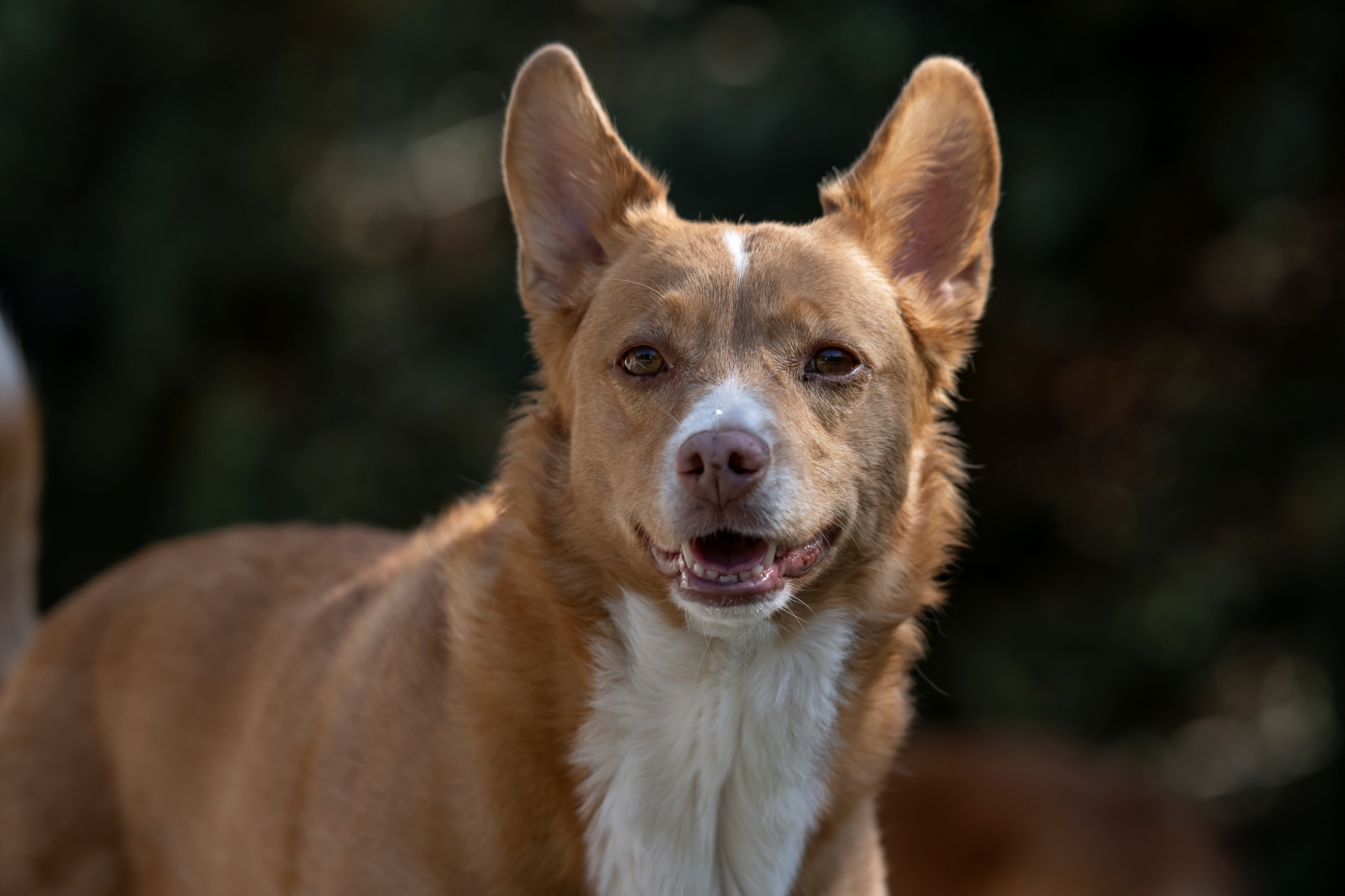 nikkor-180-600-nikon-z9-ptaki-psy-statyczne 6