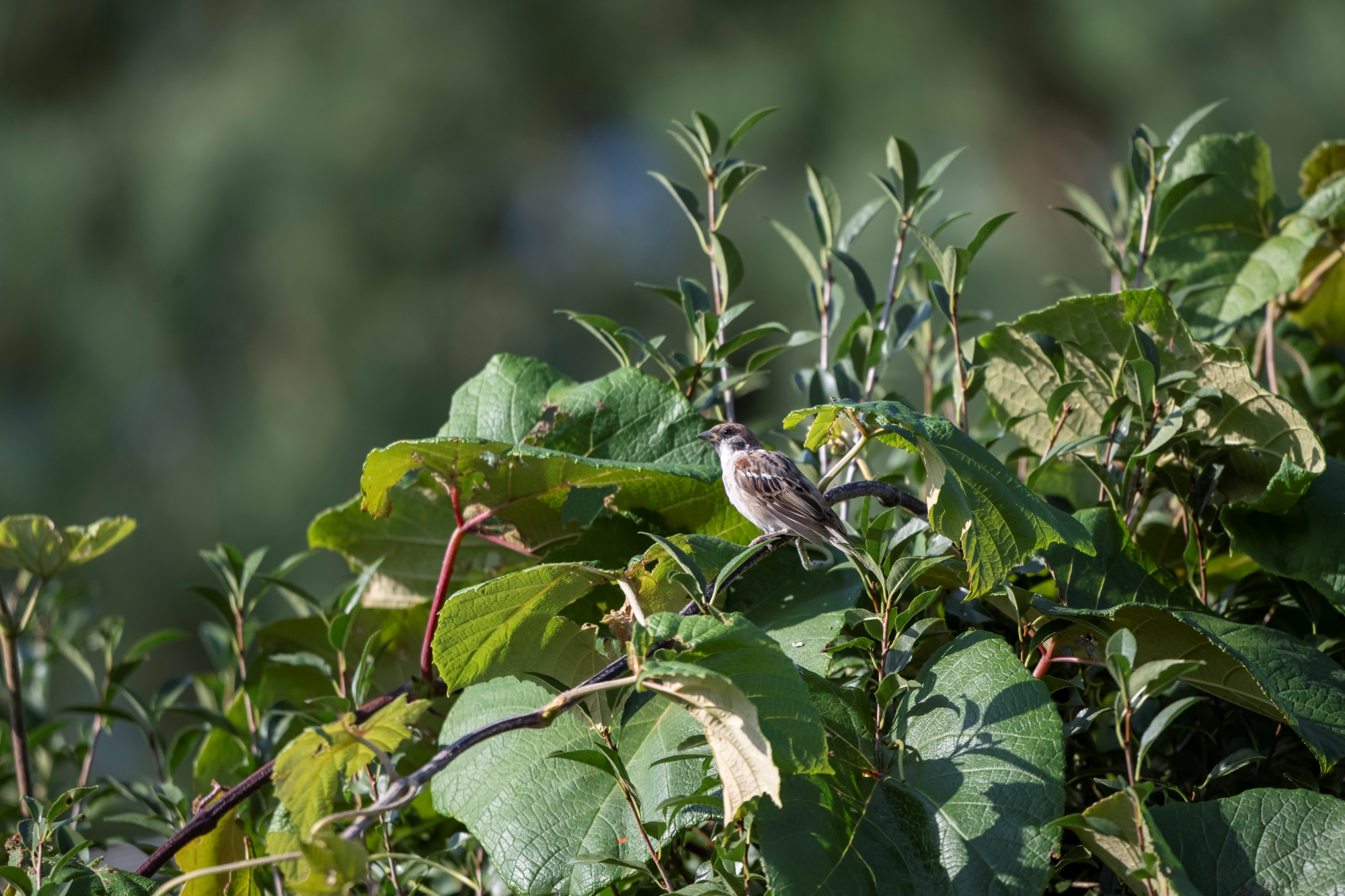 nikkor-180-600-nikon-z9-ptaki-psy-statyczne 12