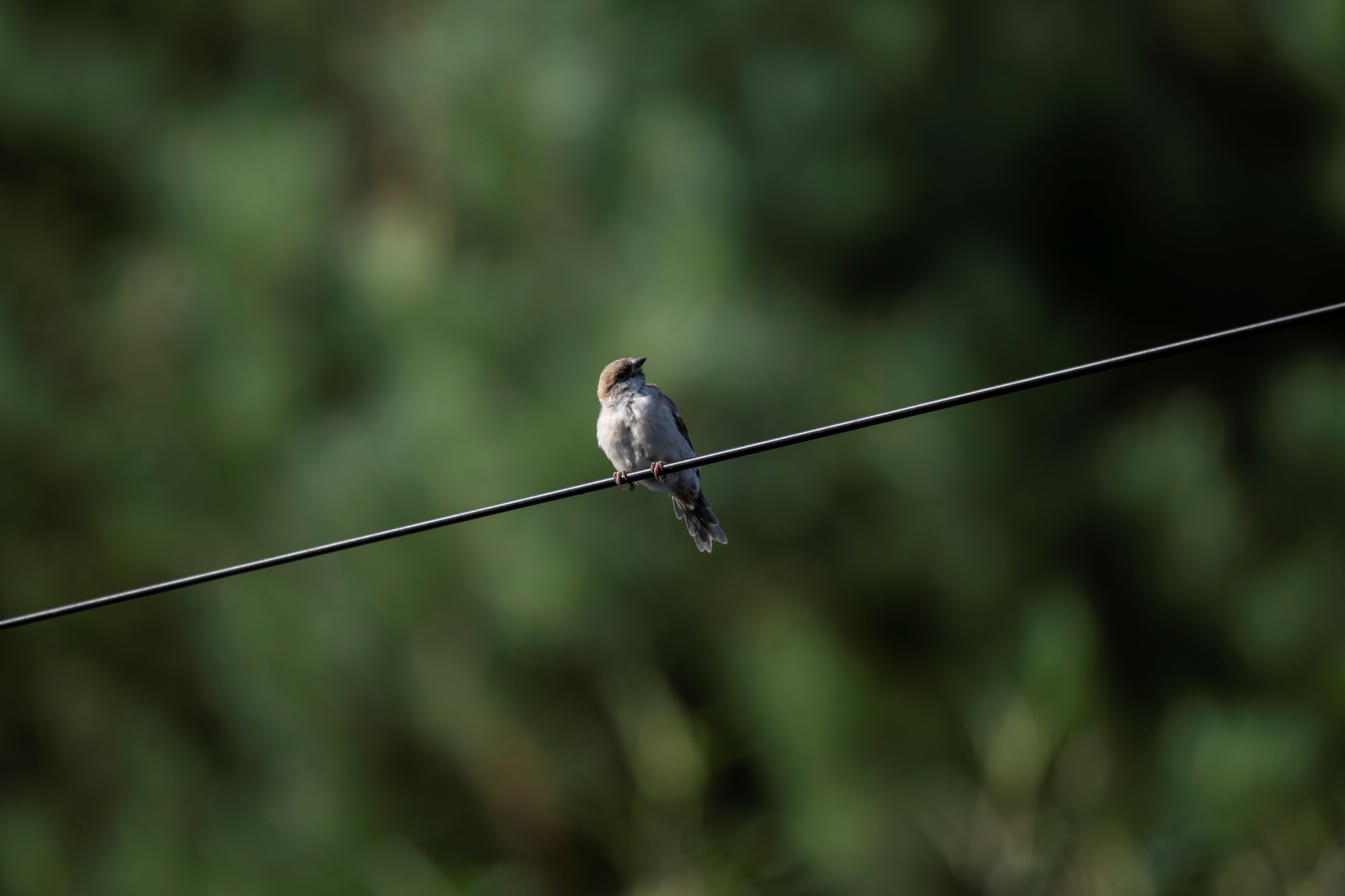 nikkor-180-600-nikon-z9-ptaki-psy-statyczne 8