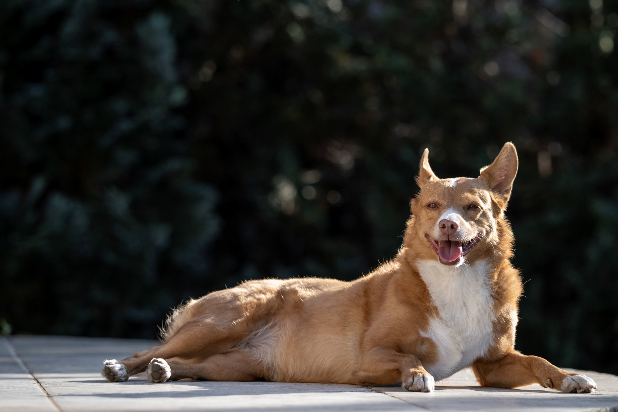 nikkor-180-600-nikon-z9-ptaki-psy-statyczne 9