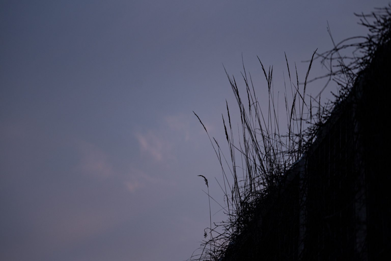 Galeria zdjęć przykładowych 2000px wykonana za pomocą aparatu Nikon D750 i obiektywu TTArtisan 100mm F2.8 Macro 2X&nbsp;