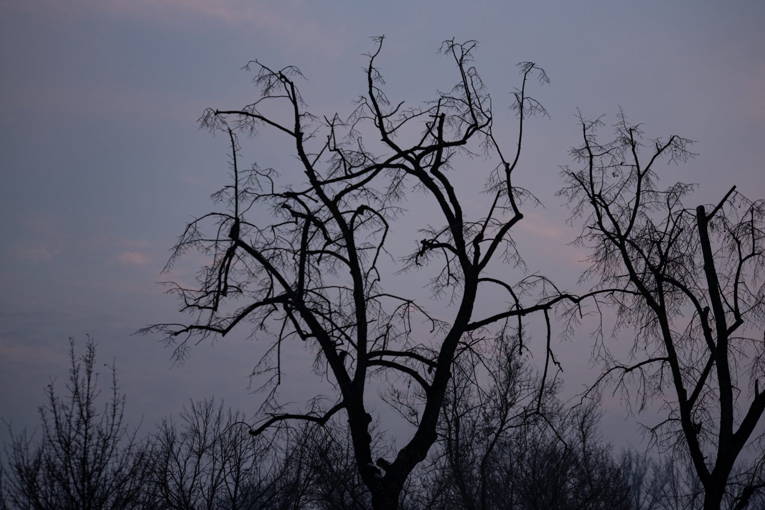 Galeria zdjęć przykładowych 2000px wykonana za pomocą aparatu Nikon D750 i obiektywu TTArtisan 100mm F2.8 Macro 2X&nbsp;