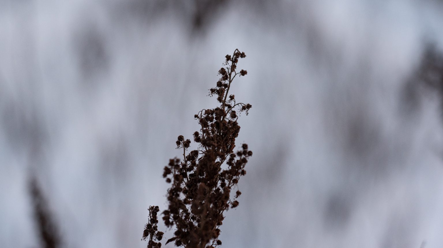 Galeria zdjęć przykładowych 2000px wykonana za pomocą aparatu Nikon D750 i obiektywu TTArtisan 100mm F2.8 Macro 2X&nbsp;
