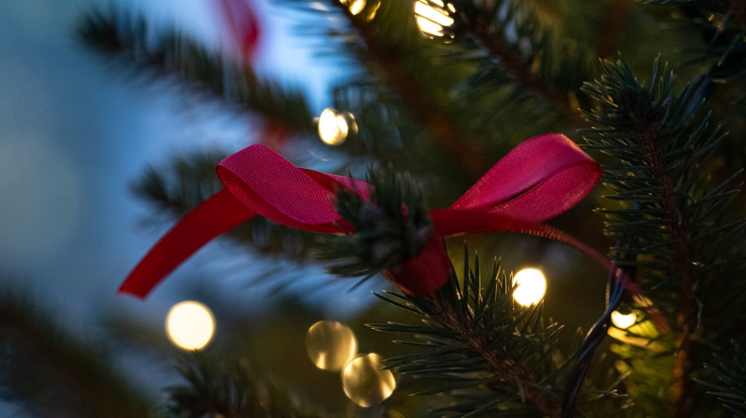 Galeria zdjęć przykładowych 2000px wykonana za pomocą aparatu Nikon D750 i obiektywu TTArtisan 100mm F2.8 Macro 2X&nbsp;