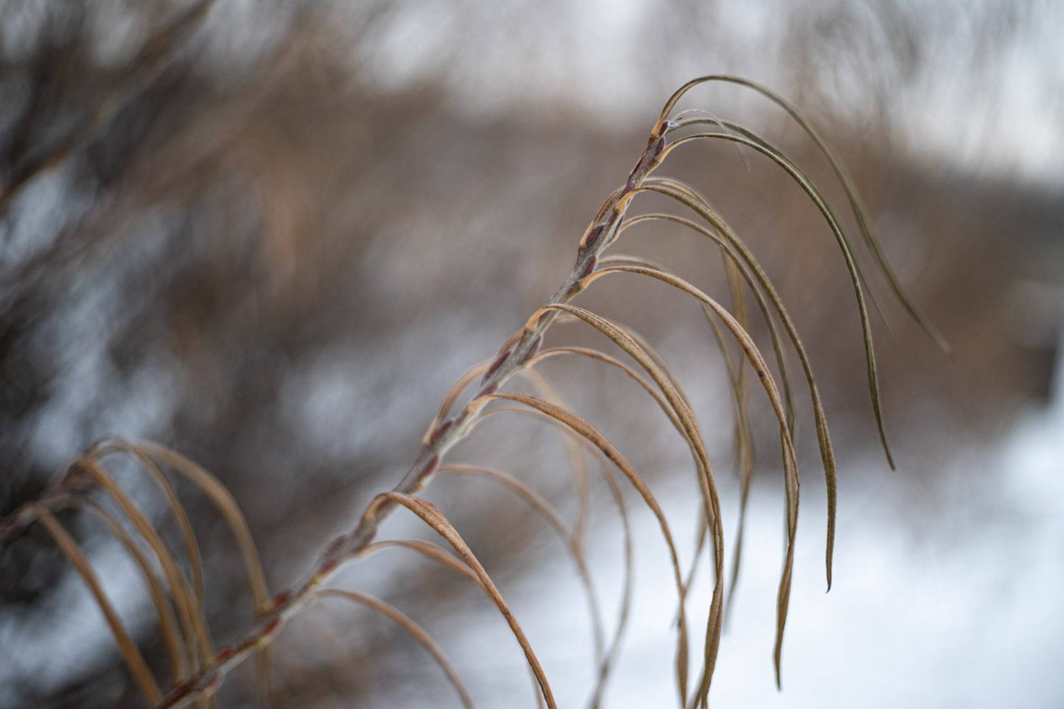 Zdjęcia przykładowe 2000px z aparatu Nikon Z fc  i obiektywu TTArtisan 25mm F2