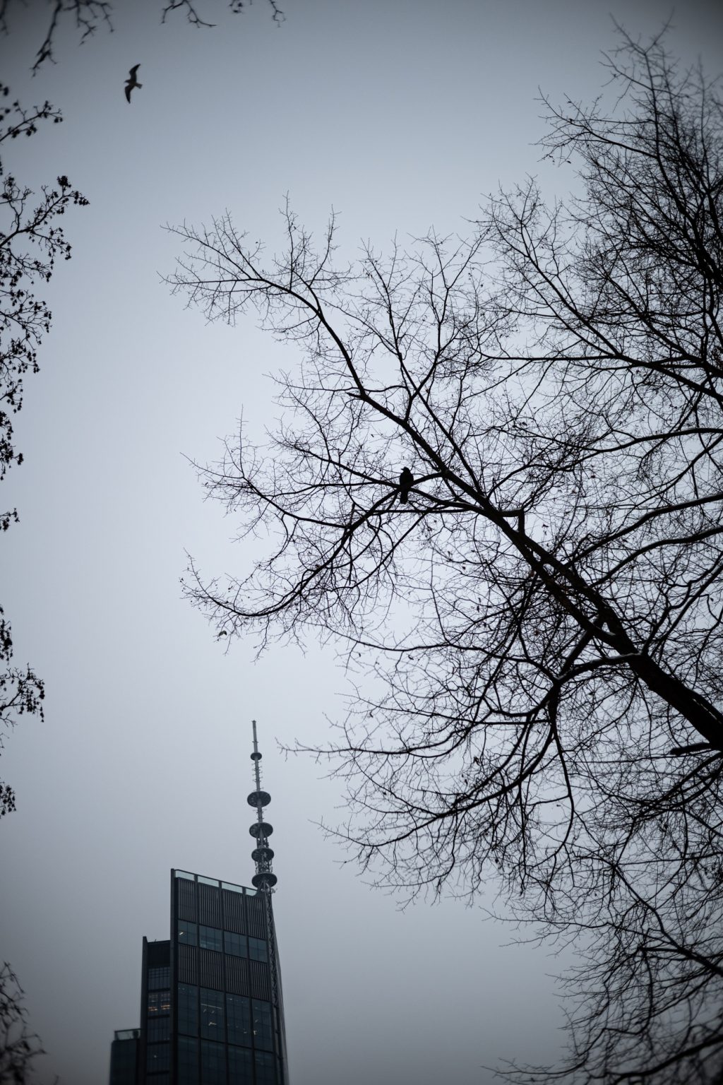 Zdjęcia przykładowe 2000px z aparatu Nikon Z fc  i obiektywu TTArtisan 25mm F2