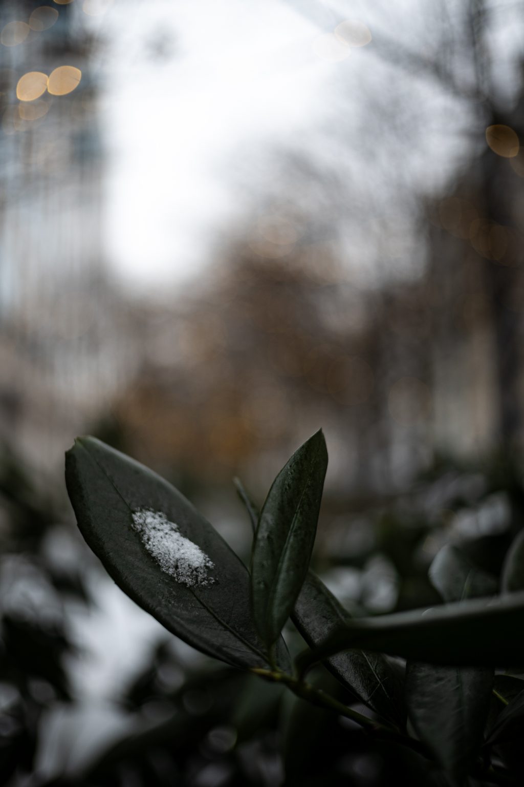 Zdjęcia przykładowe 2000px z aparatu Nikon Z fc  i obiektywu TTArtisan 25mm F2