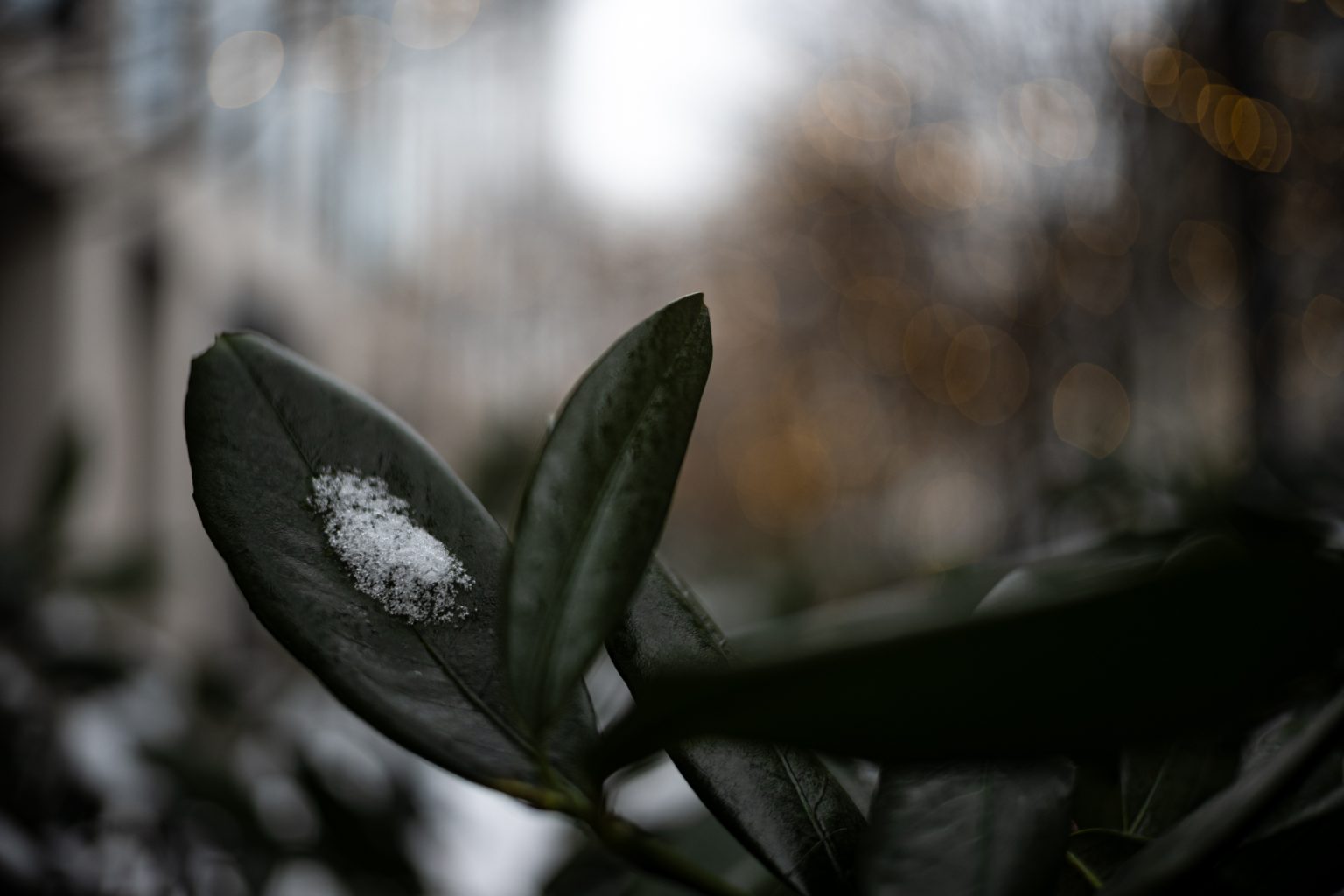 Zdjęcia przykładowe 2000px z aparatu Nikon Z fc  i obiektywu TTArtisan 25mm F2