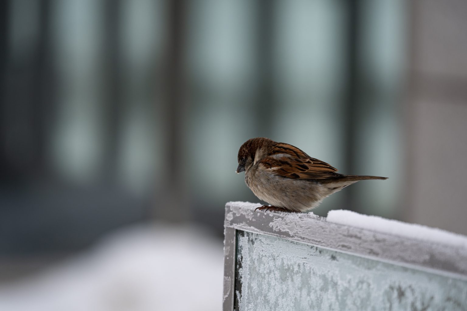 Sony a9iii 70 300mm F4.5 5.6