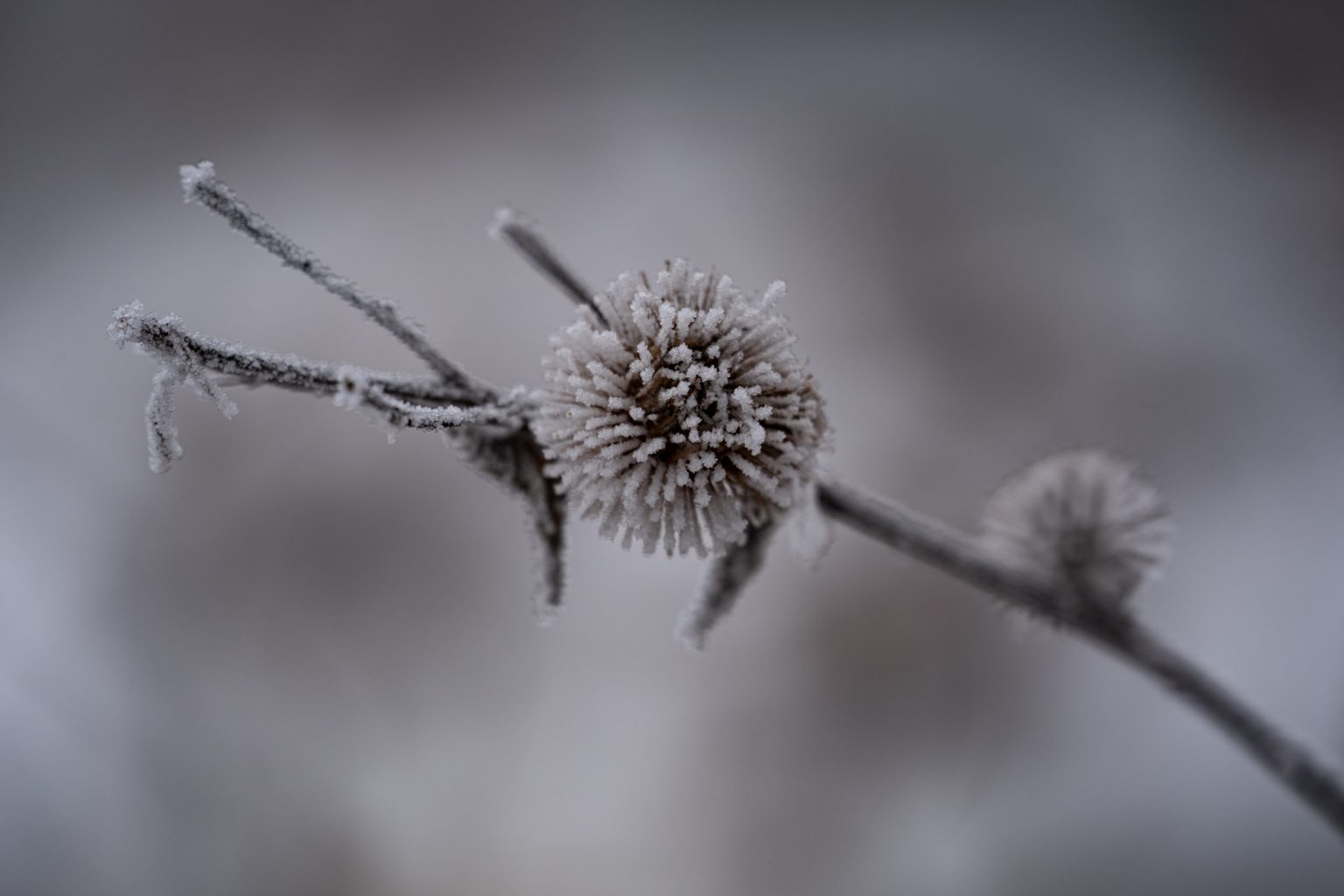 Sony a9iii 70 300mm F4.5 5.6