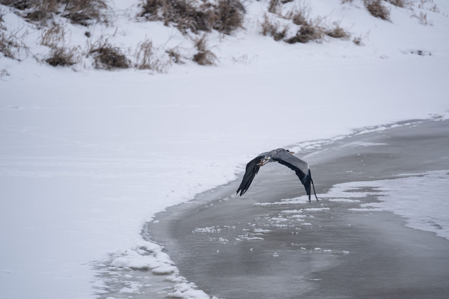 Sony a9iii 70 300mm F4.5 5.6