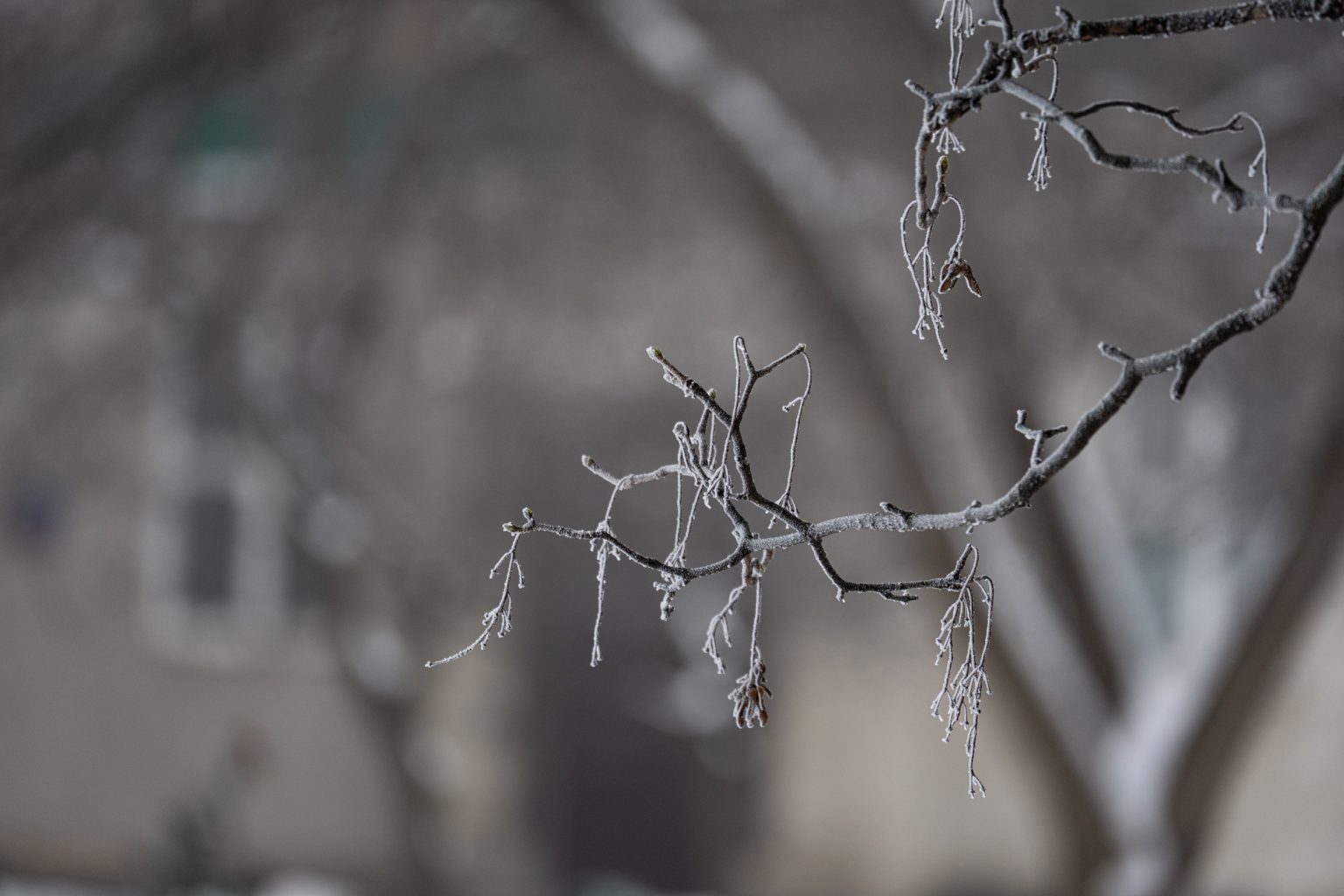 Sony a9iii 70 300mm F4.5 5.6