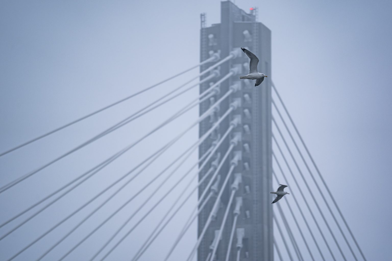 Sony a9iii 70 300mm F4.5 5.6