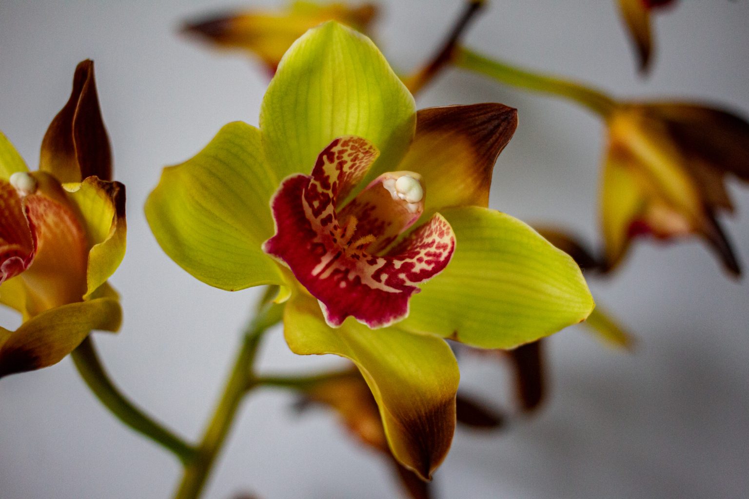 Galeria zdjęć 2000px wykonana za pomocą aparatu Canon EOS 1D Mark IV i obiektywu Canon 40mm F2.8 STM