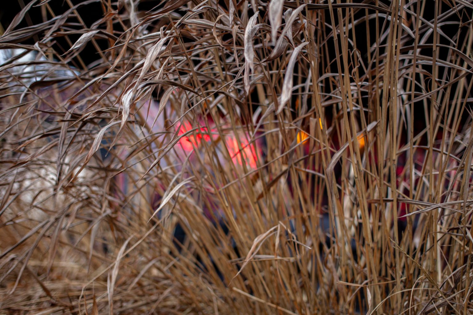 Galeria zdjęć 2000px wykonana za pomocą aparatu Canon EOS 1D Mark IV i obiektywu Canon 40mm F2.8 STM