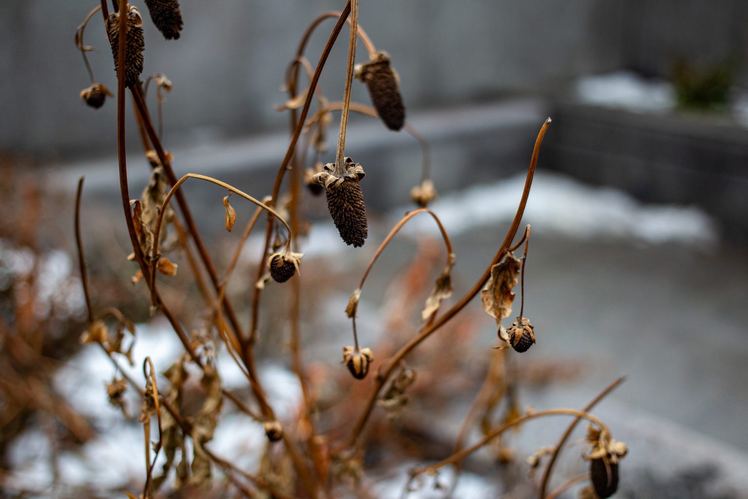 Galeria zdjęć 2000px wykonana za pomocą aparatu Canon EOS 1D Mark IV i obiektywu Canon 40mm F2.8 STM