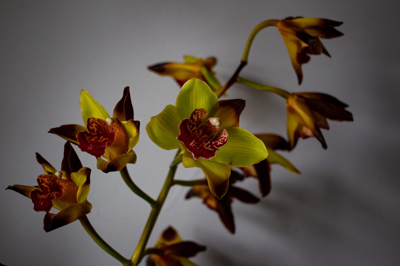 Galeria zdjęć 2000px wykonana za pomocą aparatu Canon EOS 1D Mark IV i obiektywu Canon 40mm F2.8 STM