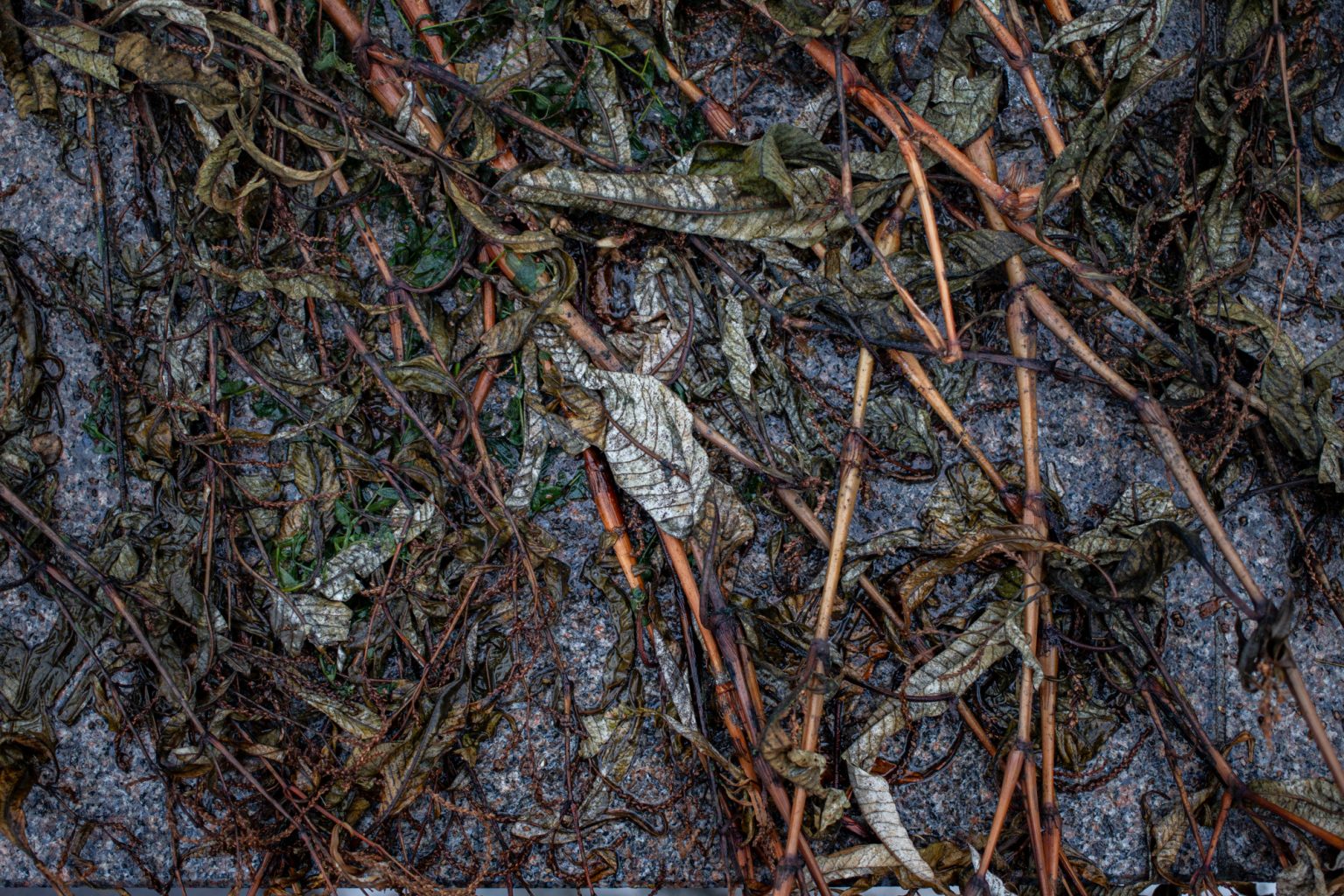 Galeria zdjęć 2000px wykonana za pomocą aparatu Canon EOS 1D Mark IV i obiektywu Canon 40mm F2.8 STM