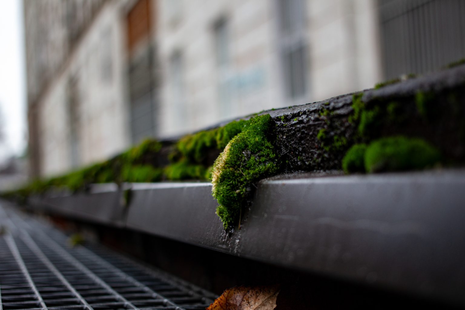 Galeria zdjęć 2000px wykonana za pomocą aparatu Canon EOS 1D Mark IV i obiektywu Canon 40mm F2.8 STM