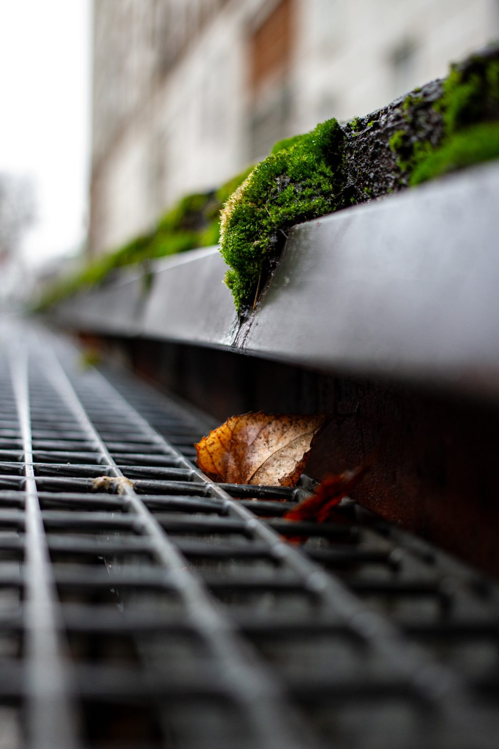 Galeria zdjęć 2000px wykonana za pomocą aparatu Canon EOS 1D Mark IV i obiektywu Canon 40mm F2.8 STM