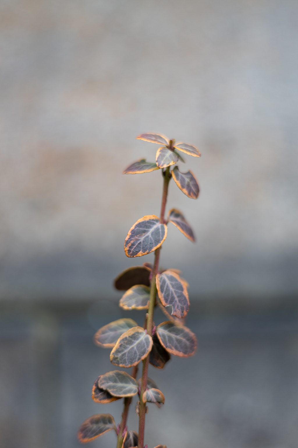 Galeria zdjęć 2000px wykonana za pomocą aparatu Canon R i obiektywu Canon RF 50mm f/1.8 STM Galeria zdjęć 2000px wykonana za pomocą aparatu Canon R i obiektywu Canon RF 50mm f/1.8 STM