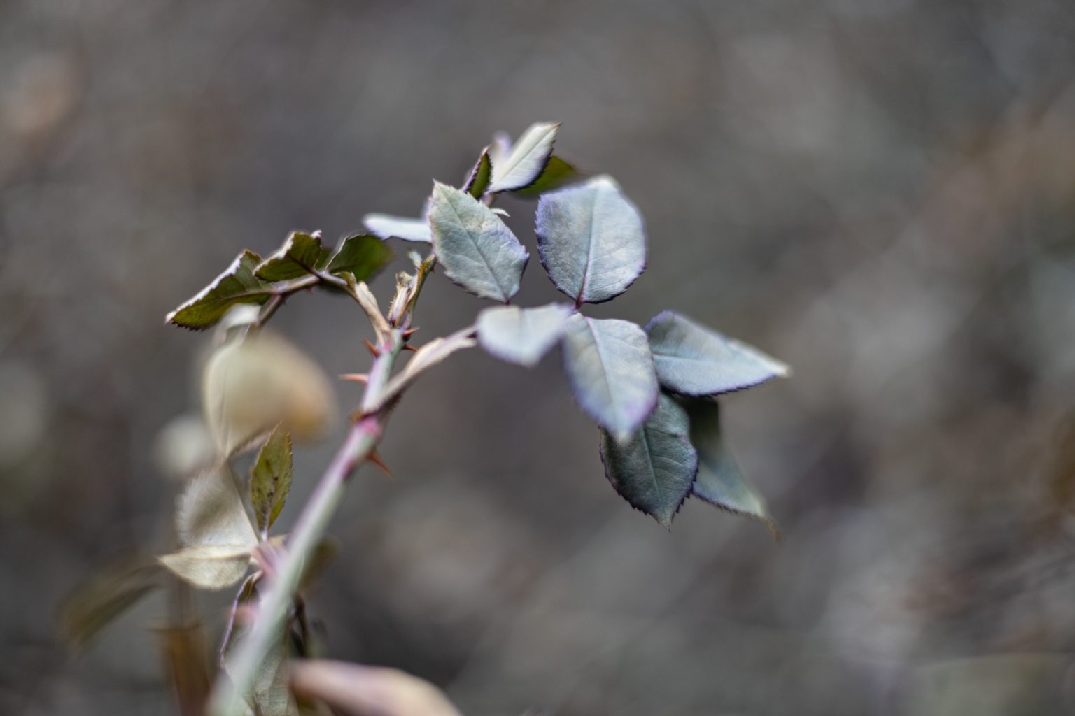 Galeria zdjęć 2000px wykonana za pomocą aparatu Canon R i obiektywu Canon RF 50mm f/1.8 STM Galeria zdjęć 2000px wykonana za pomocą aparatu Canon R i obiektywu Canon RF 50mm f/1.8 STM
