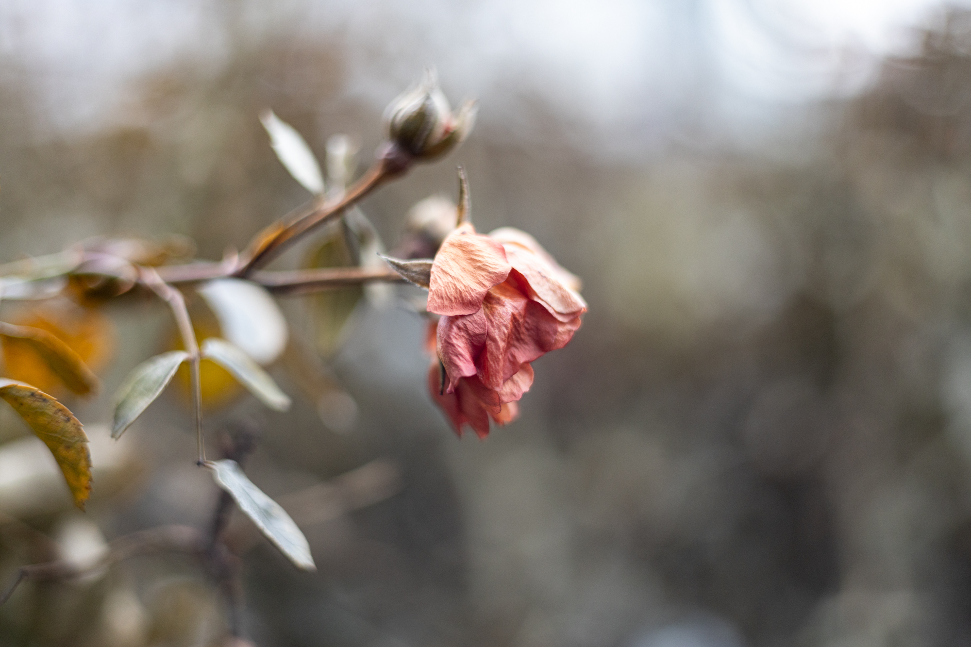 Canon R RF 50mm F1.8 STM