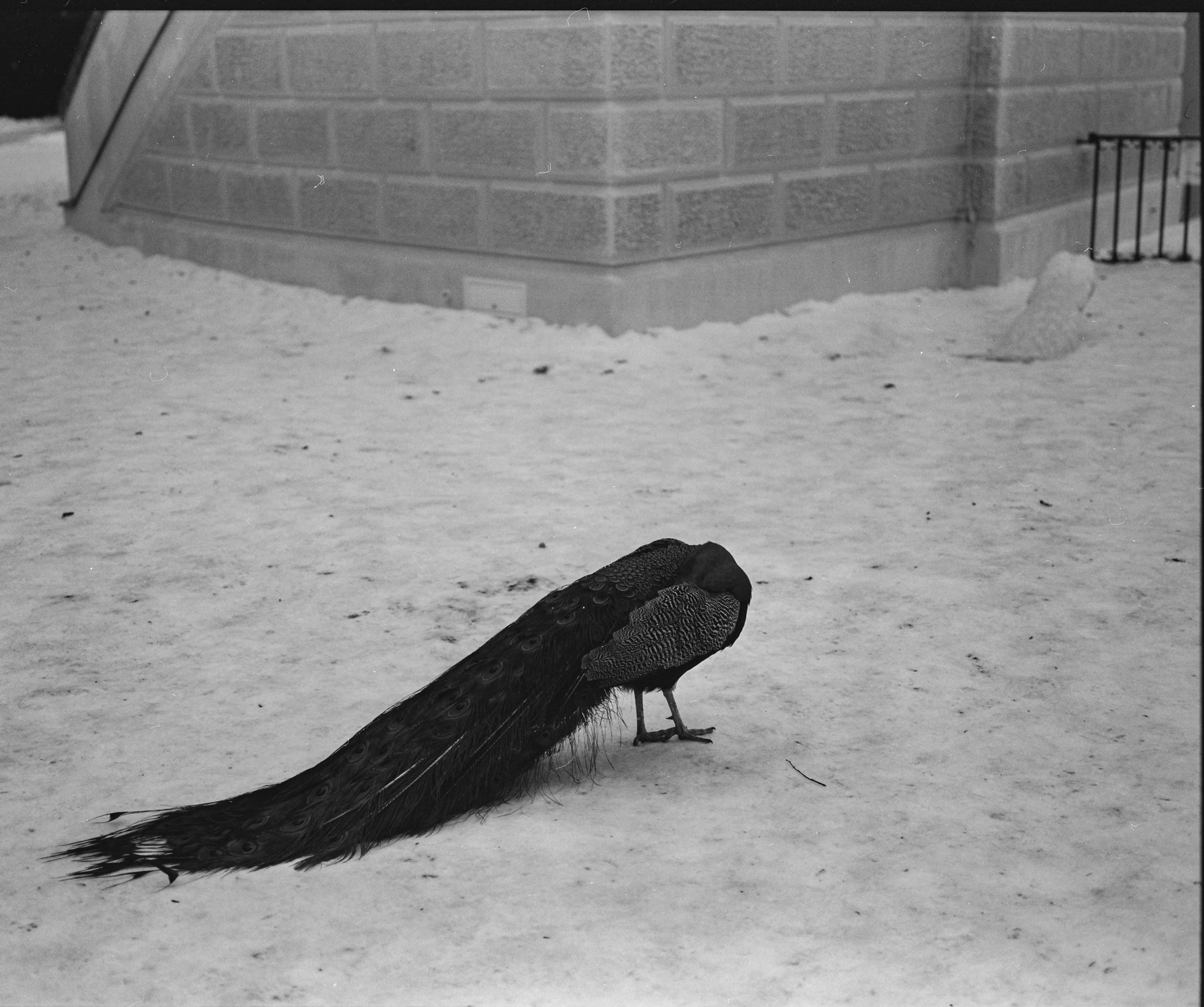 Fuji GW670 III - Texas Leica