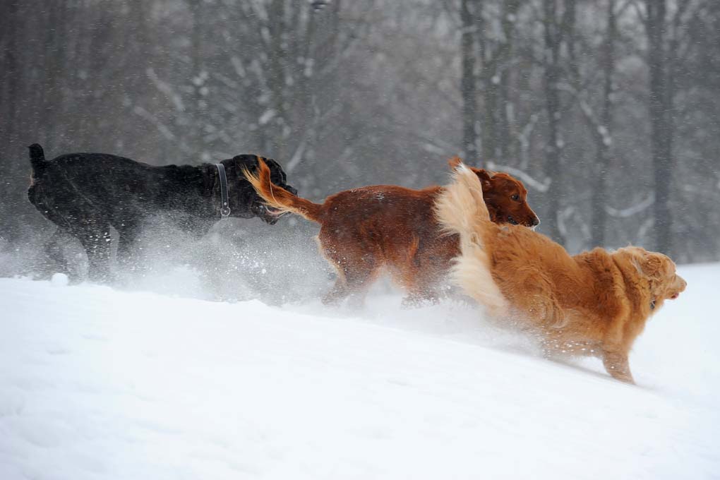 canon-fd-135mm-f3-5-sc-nikon-zf-test