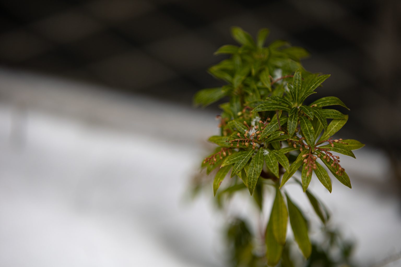 Galeria zdjęć przykładowych 2000px z obiektywu Samyang 85mm F1.4 AF Canon RF i aparatu Canon R6